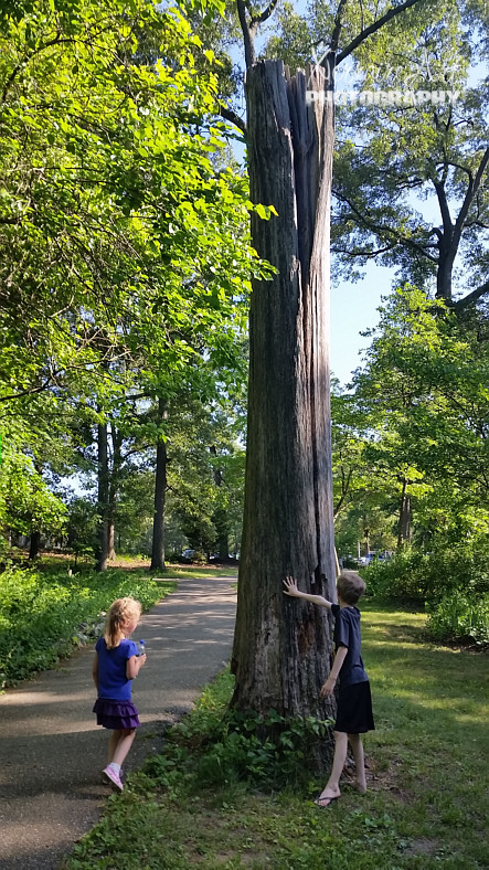 Making our way to the car, we stopped to see the tree...
