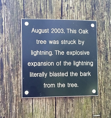 ...that was struck by lightning and the story goes it lost its bark.