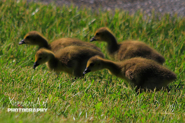 We even got to meet some baby geese at the park. Silas was quickly taught not to disturb them, as Mr. Goose was close by.