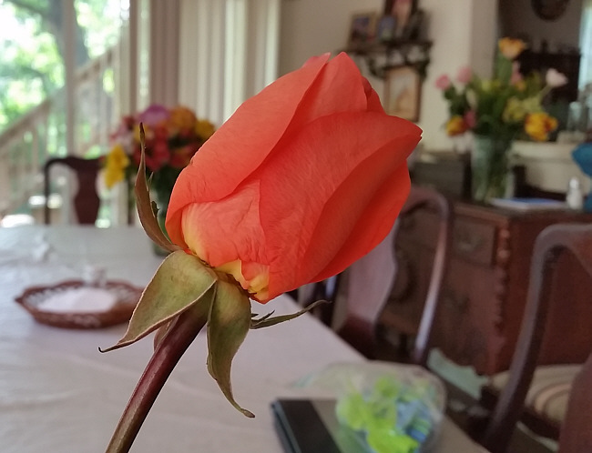 On the actual day, Rubí presented me with a rose. Which Laura grabbed a photo with the other flowers showing off in the background.