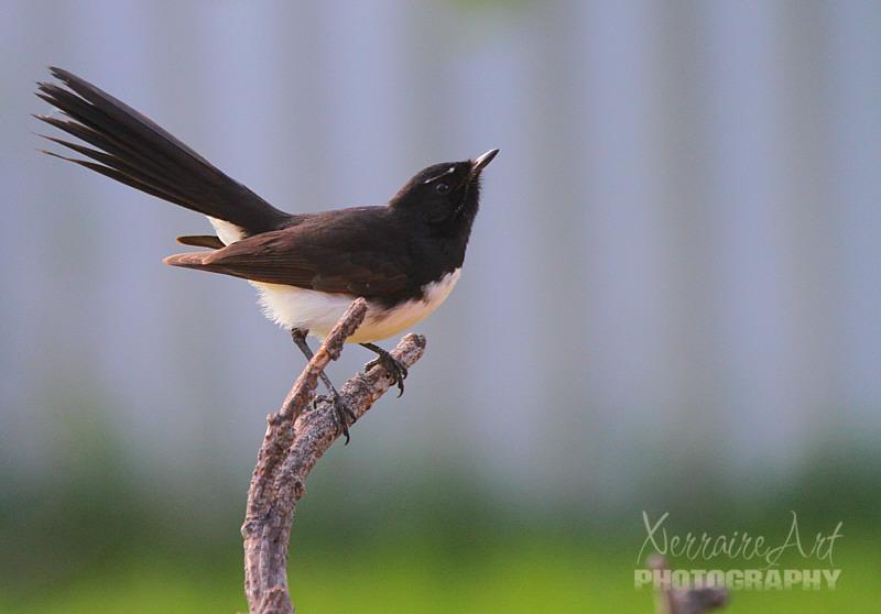 It's winter here in Perth but in between rains, it's fun to see the visitors to our bird bath in the yard.