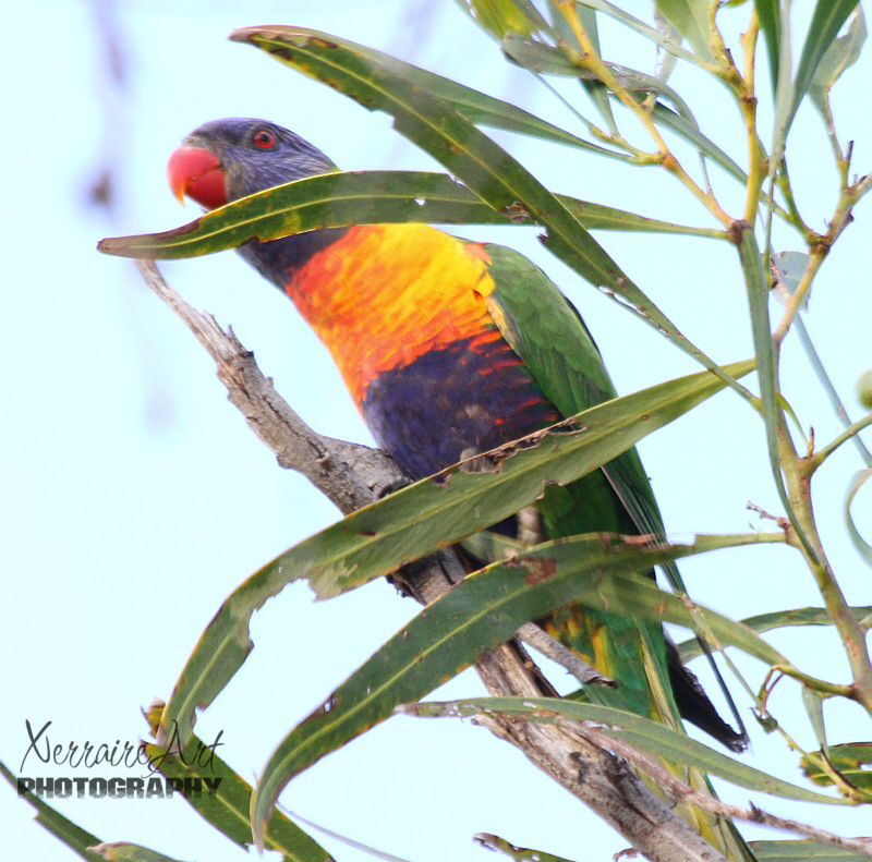 Sometimes some different bird noises can be heard, and when I go to investigate, it's usually Lorikeets. They don't seem to mind if I get close.
