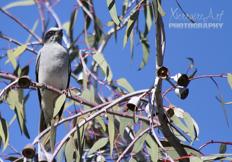 Now technically this was in the front yard on our Silver Princess Tree, this is a black faced Cuckoo-shrike.