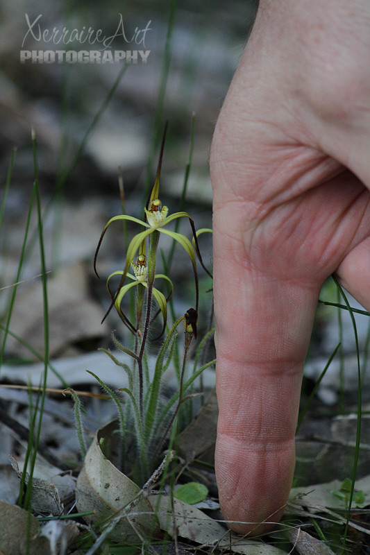 We also found the tiniest spider orchid we've ever seen. Normally they are almost knee high.