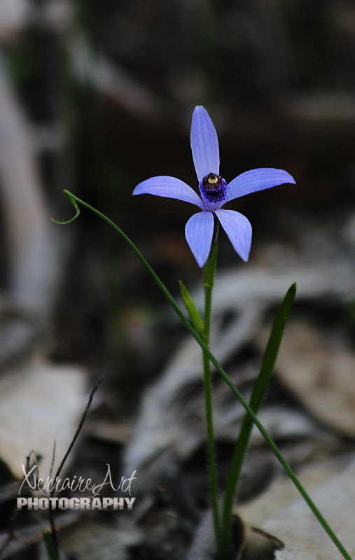 A dainty little blue orchid all by its lonesome was a nice find.