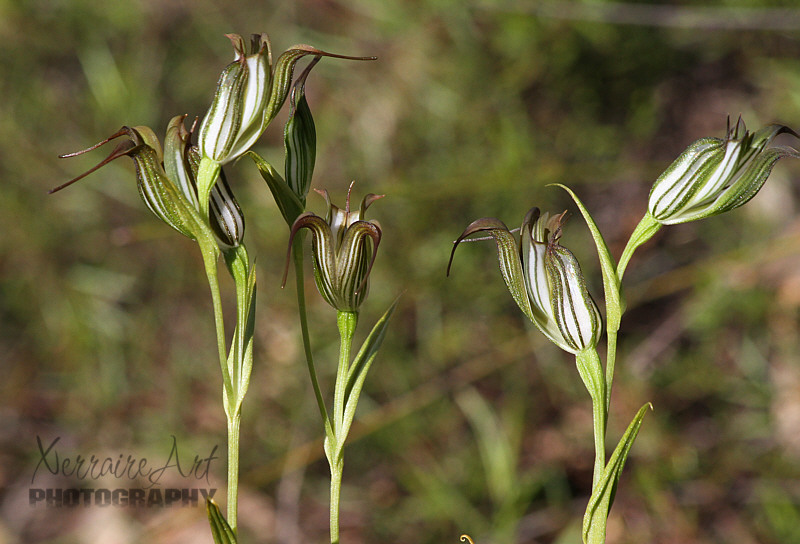 One or two jug orchids is not uncommon, it was sure different for me to see them in such a group!
