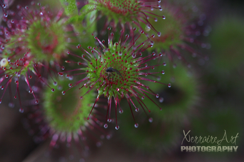 Sundews, a carnivorous plant, this one has trapped something.