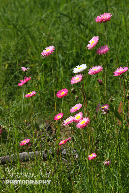 Not much work I fear is getting done in the house, I like to sit in the back yard and marvel at the flowers.