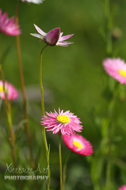 Each "flower" is really a head of tiny florets, surrounded by colored, petal-like bracts of white, yellow, or pink.