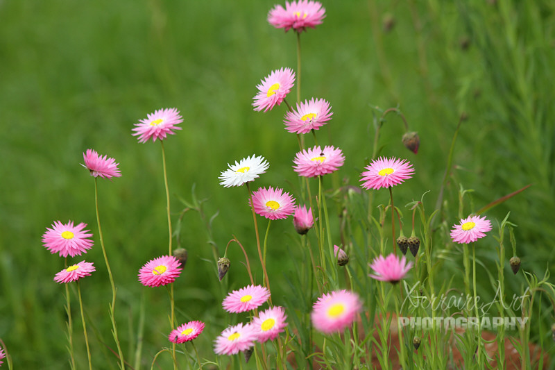 Rhodanthe chlorocephala subspecies rosea is the most widely grown subspecies and is commonly known as “Pink and White Everlasting”, “Rosy Sunray”, “Pink Paper-daisy” and “Rosy Everlasting”