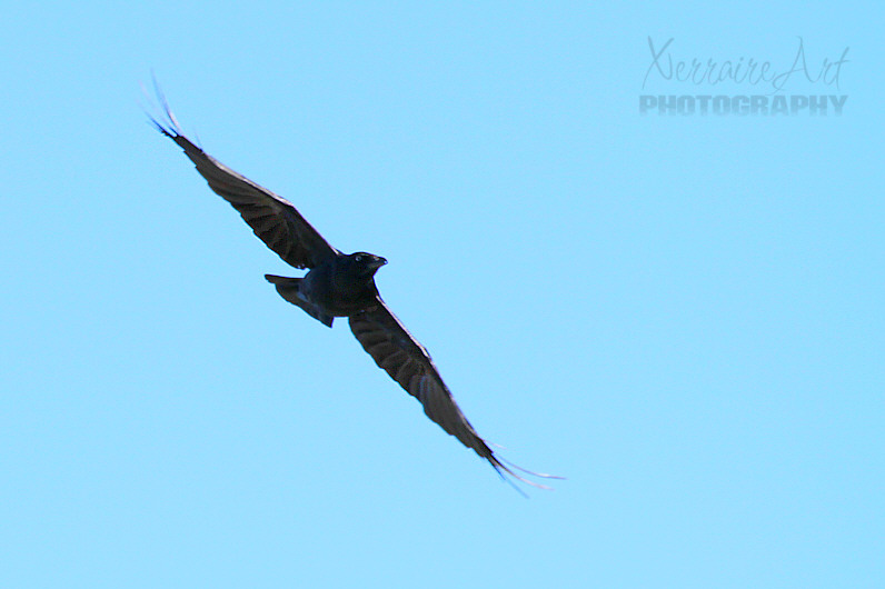 Raven overhead in flight.