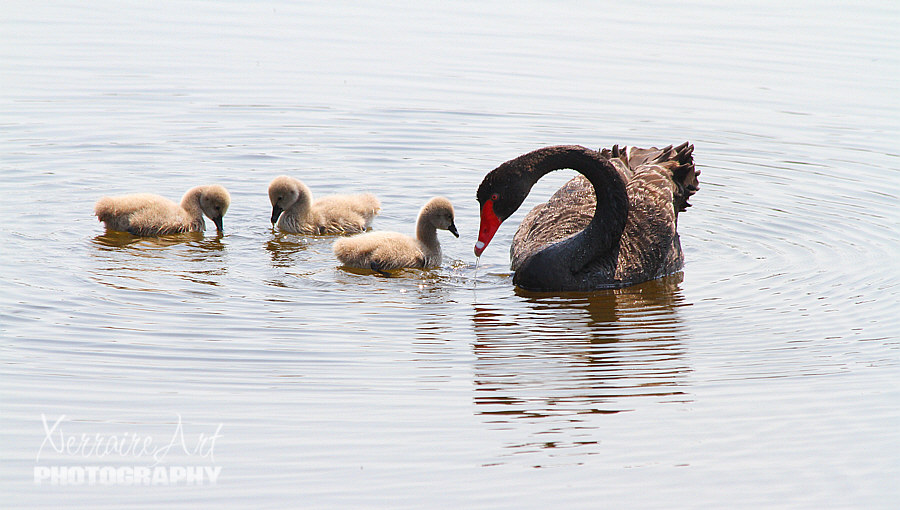 It was also fun to see this Mama Black Swan and her babies.