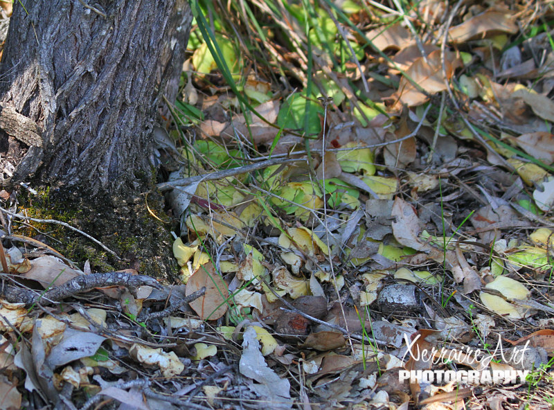 There were leaves for orchids piled on top of one another. If there is ever a burn in this area, there should be plenty of beak orchids.