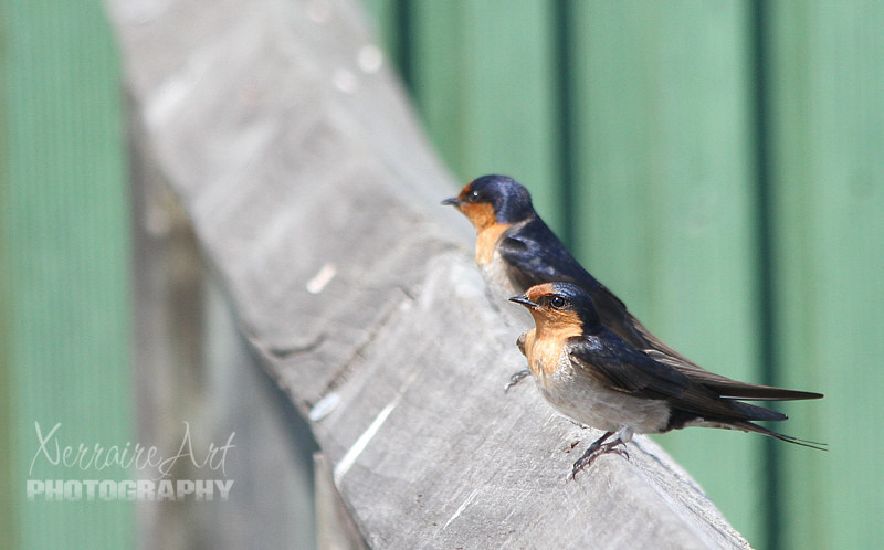 I got excited to see some swallows still and resting on a rail.