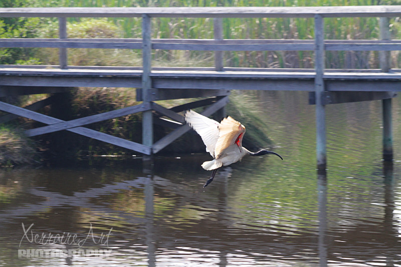 We didn't see orchids, but the place was loaded with birds to watch, like this ibis...