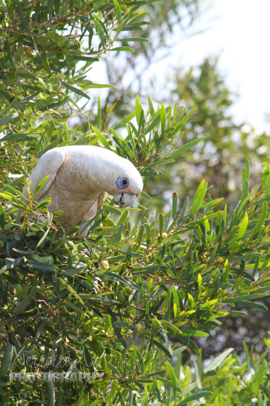 This corella let me get pretty close before flying away.