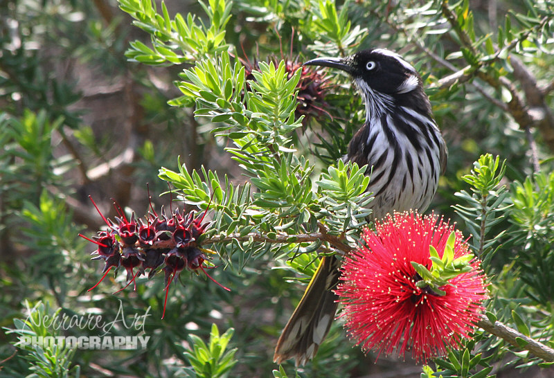 This New Holland Honeyeater seemed to match the one on the walk brochure!