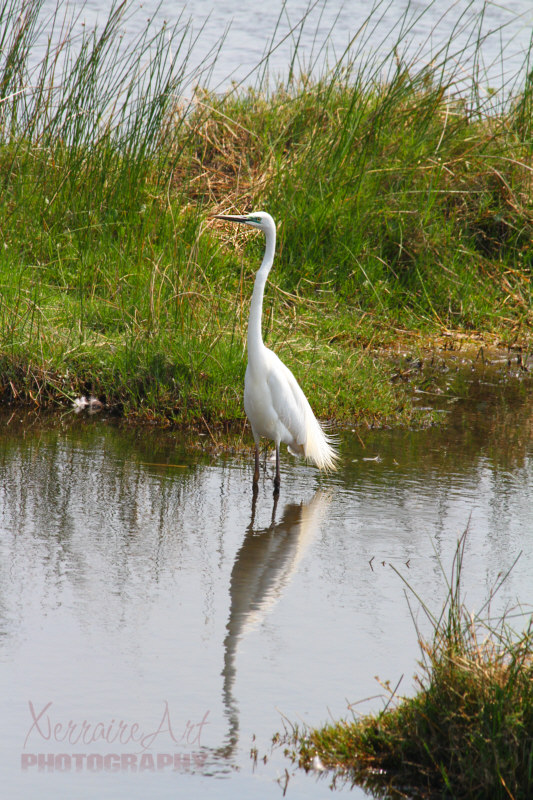 An egret wading.