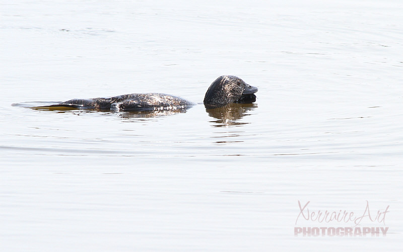 Some ducks, like this musk duck, like to swim low in the water.
