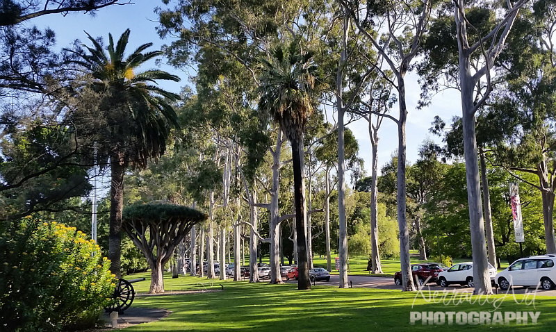 Many kinds of trees shown here, the stately Lemon Scented Gum trees lining Fraser Avenue, but my eye was drawn to the one by the wheel...