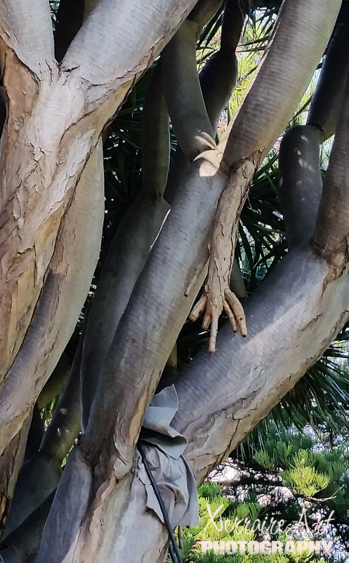 Dracaena draco is native to the Canary Islands, Madeira, Morocco and Cape Verde Island. It is, in fact, a monocot (like a palm) rather than a true tree. The common name of Dragon Tree is derived from its red sap, traditionally referred to as dragon blood. A tad creepy looking too. :)