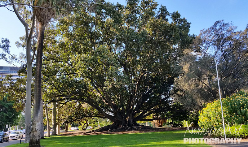 Then my eyes were drawn to this enormous tree, Ficus macrophylla, commonly known as the Moreton Bay fig.