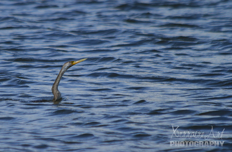Even a snake bird in the water. (Australian darter, as other darters, is also named “snake-bird”, due to its long, thin neck, giving it a snake-like appearance when swimming into water with submerged body. )