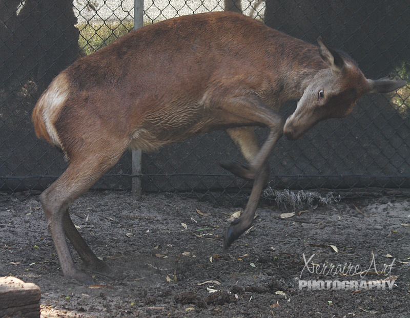 I don't know what exactly happened to the deer, after getting into some water, it bucked and danced around. It acted like it was being pestered by a bug.