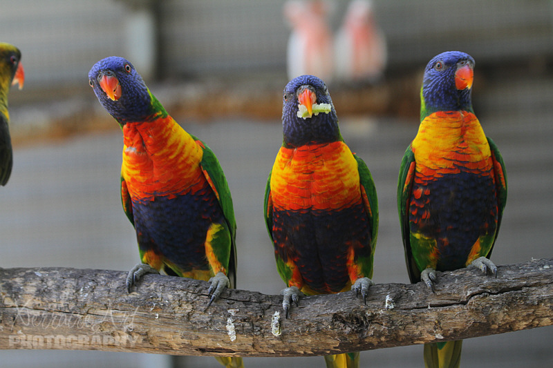 loorikeets