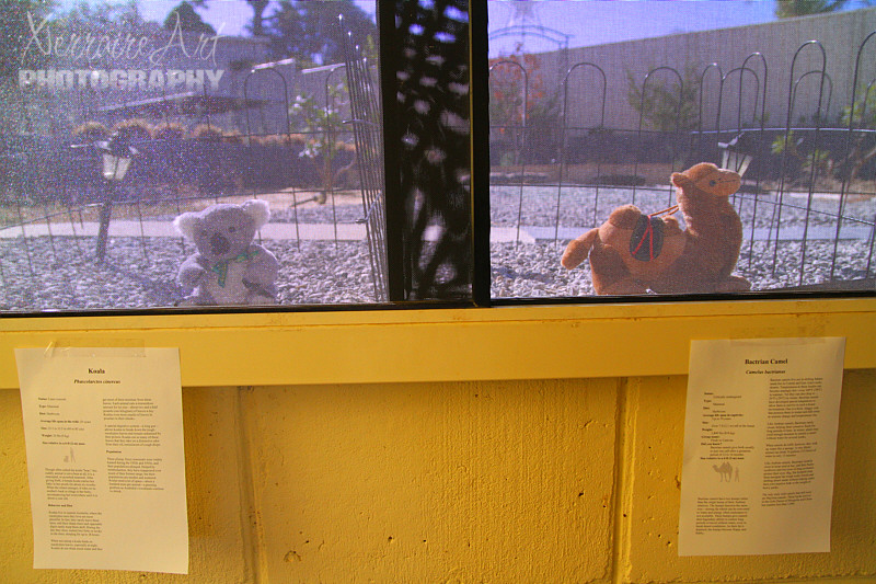 Next as I walked around before guests arrived, I saw that she had indeed put 'animals' in 'cages' along with signs, just like a zoo. That koala might be up a tree somewhere still.