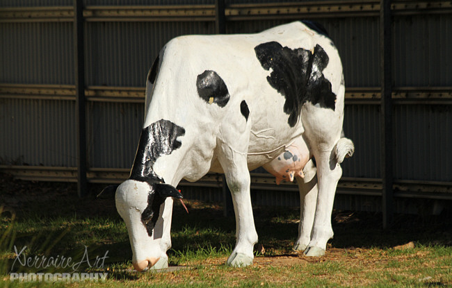 There are plenty of things to do in Cowaramup. Have your photo taken with the 42 life-sized fibreglass Friesian cows and calves that have taken over the town being one.
