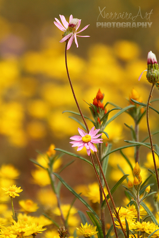 Although they were not fully opened, Coalseam's usual sparse grounds was covered in everlasting flowers.