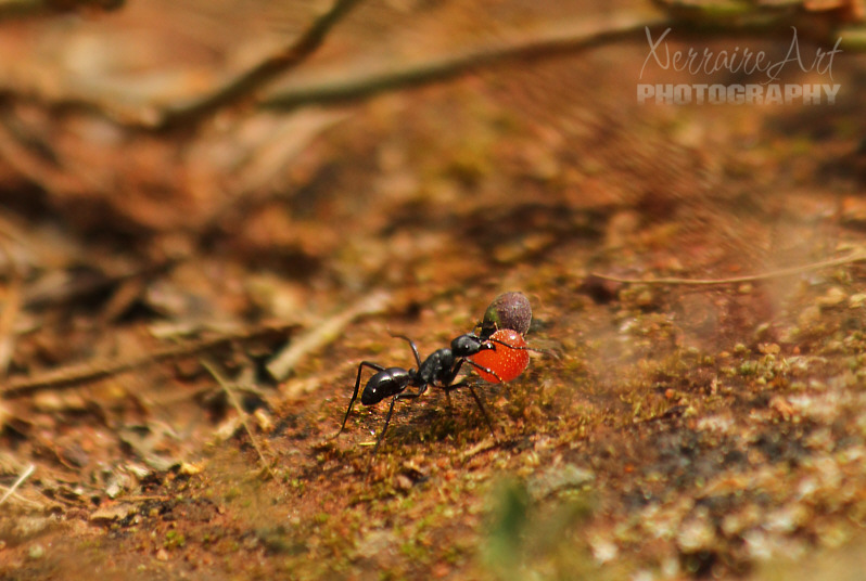 About to leave the lookout, I came across this very enterprising ant, carrying its load of acacia seed.
