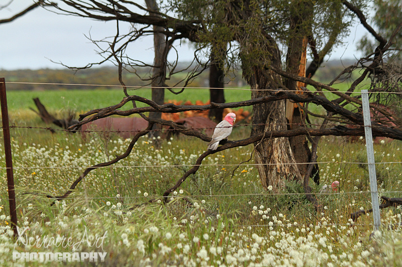 Another stop to watch the pink and gray birds, or also known as galahs. a very common bird in mainland Australia, but they're different to me!