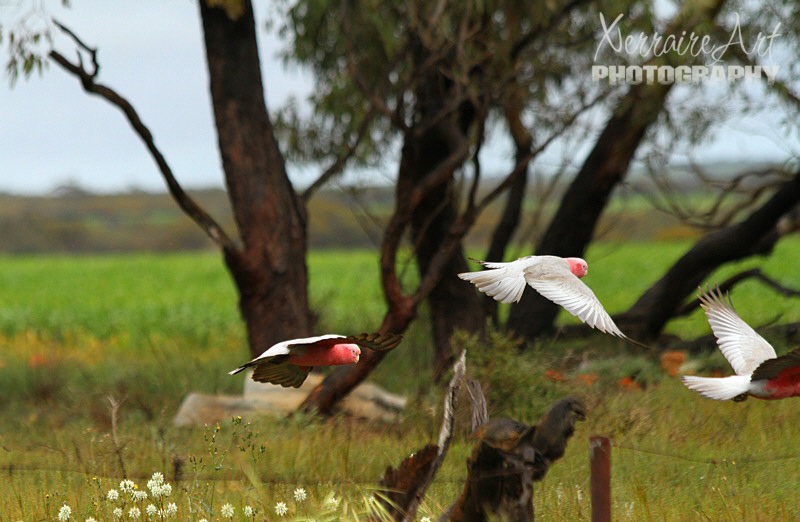 So pretty when they fly!