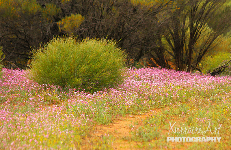 Another stop, to see more everlastings, mostly pink this time, I guess they are my favorites.