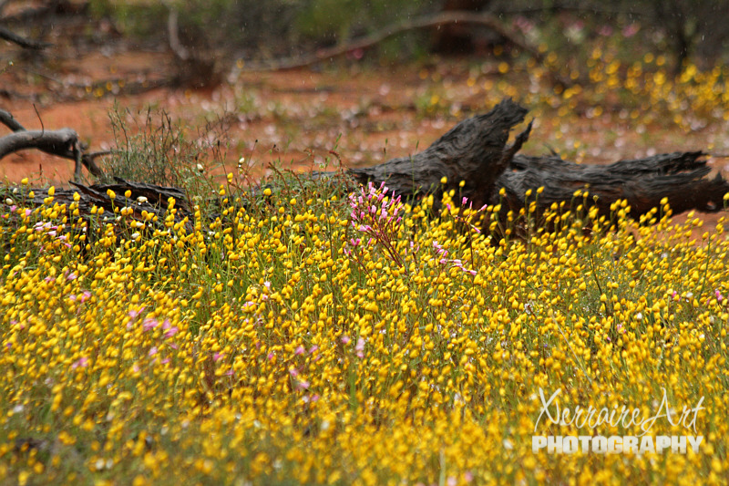 To break the monotany of driving in the rain and no food, John made a stop and we found some yellow everlastings!
