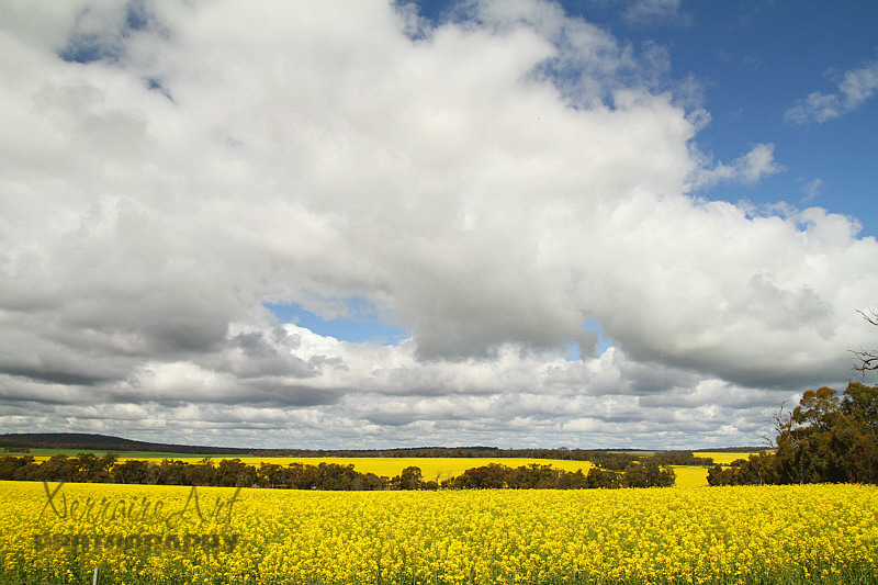 It doesn't get much prettier than this, a sea of yellow canola, with a great big Western Australia sky.