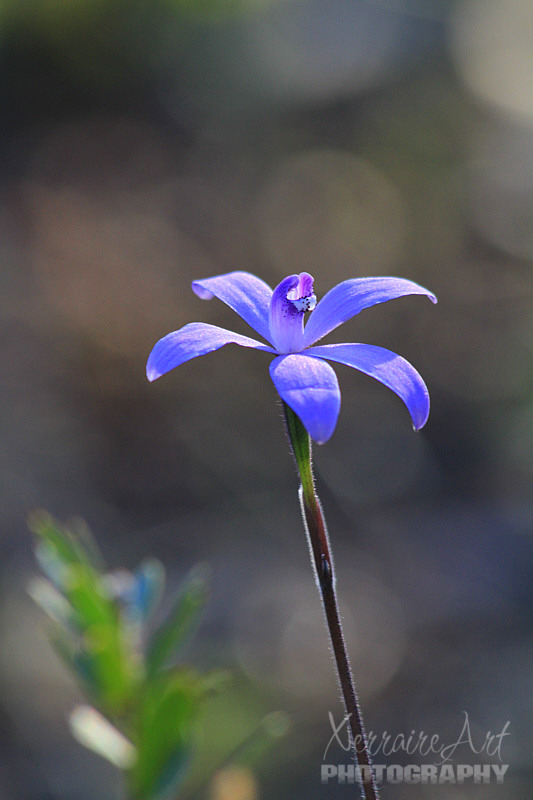 Hard to believe the orchid wonderland is Western Australia. Too many orchids and not enough time...and it's a big state, too big, to see them all.