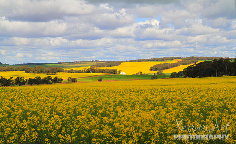 At present there are two locally based canola crushing operations and both are small by international industry standards. These are located at Pinjarra and Kojonup. Between the two local crushers, there is about 60 000 tonnes of canola seed per year processed - representing about eight 8% of the state’s total canola production.