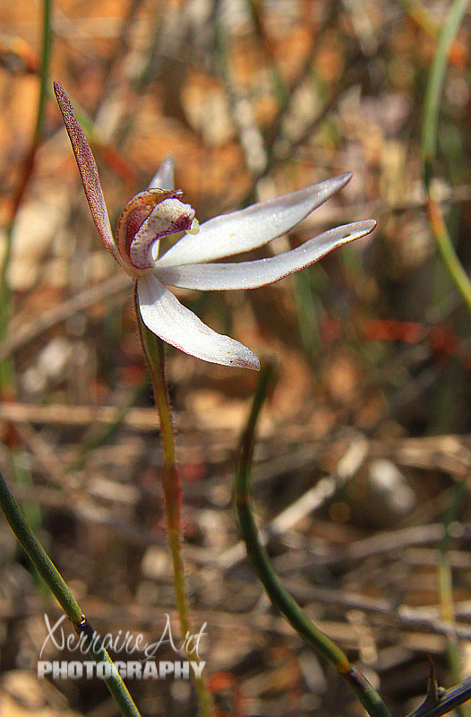 And finding the orchids begins. Ericksonella saccharata – Sugar Orchid Always a fun find. They are so delicate.