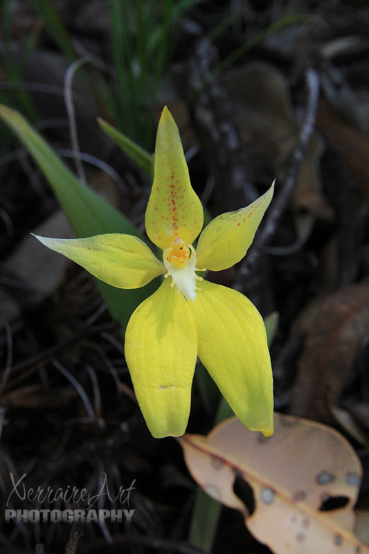 Well this orchid seems to be the one you always see. I thought this one was special, rather pale and just in the perfect spot for a photo: Caladenia flava – Cowslip Orchid