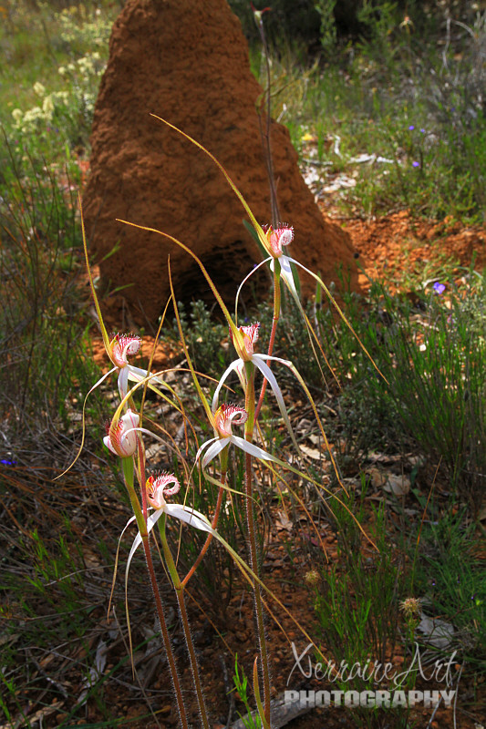 White spider orchids, against a termite mount. So typical of what you see out in the wild.