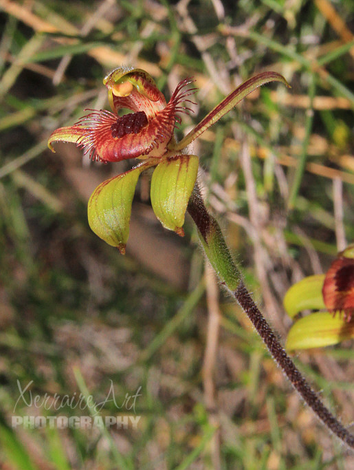 John went to a remembered spot from years before...it was rather hidden but there was the dancing orchid! Caladenia discoidea.