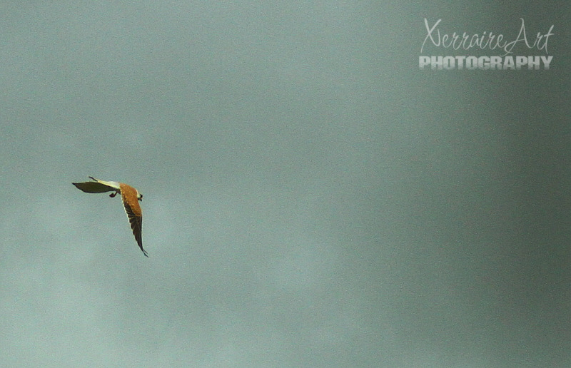 Of all the bird photos I have missed, this one taken in an instant from a highway speed moving vehicle turns out sharp. Go figure.