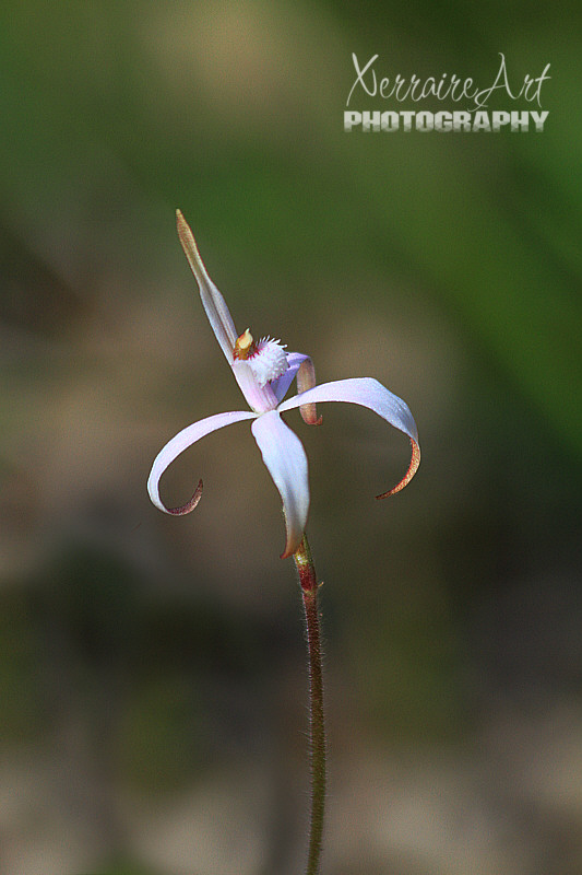 A first for me, Caladenia hirta subsp. hirta - Sugar Candy Orchid. At first I thought it was a spider orchid, but I took a second look.