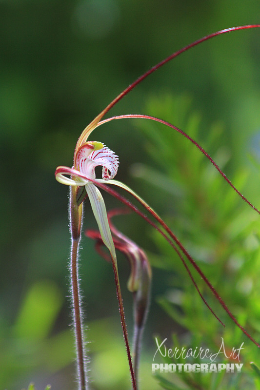 Read in an orchid book that the two common spider orchids of the area was the Noble Spider orchid and the Tuart Spider Orchid, in which case this might be the Noble.