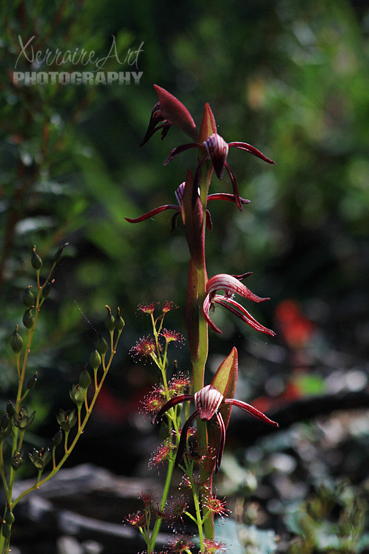 One example of an orchid that does well after a burn, Pyrorchis nigricans - Red Beaks, with a happy drosera climbing up it.