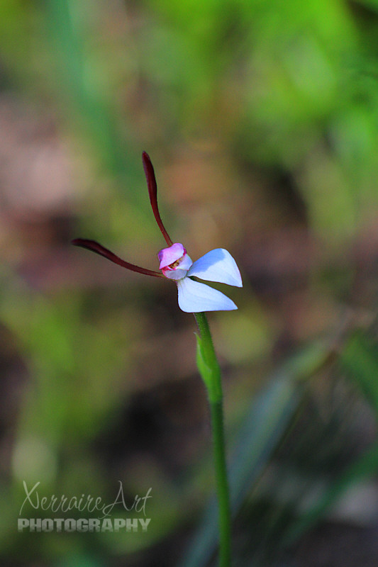 And even though we were told almost precisely where to find the rabbit orchids and hat there we many, we didn't think we were ever going to find them, but finally we did.