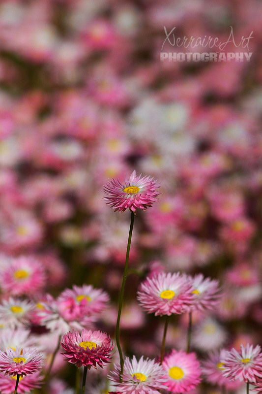 I love it when one everlasting seems to stand taller than the others as if to cry out for all of the attention.
